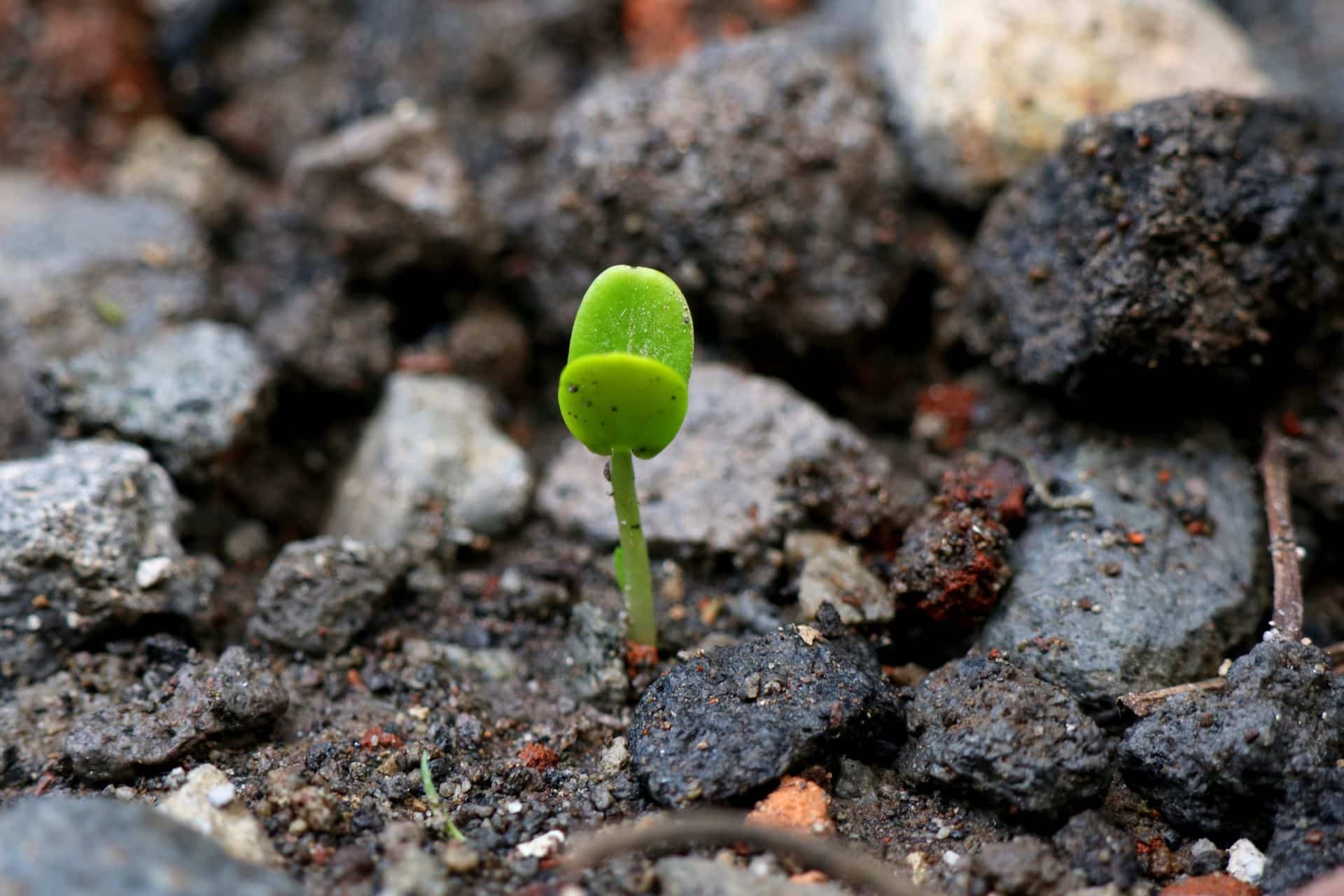 Tiny green seedling pushing up through dark rocky soil and rubble.