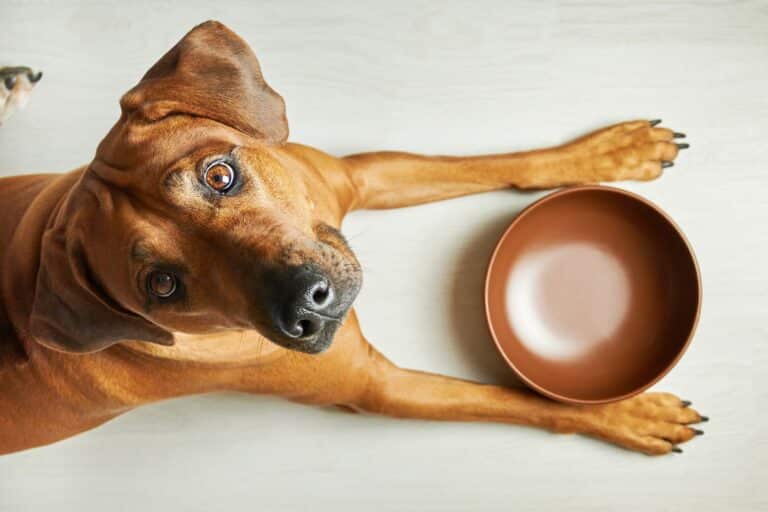 hungry sales machine - The Sales Vault - The Sales Vault Brown dog lying on a light floor with an empty terracotta bowl beside its outstretched front paw, looking up at the camera.