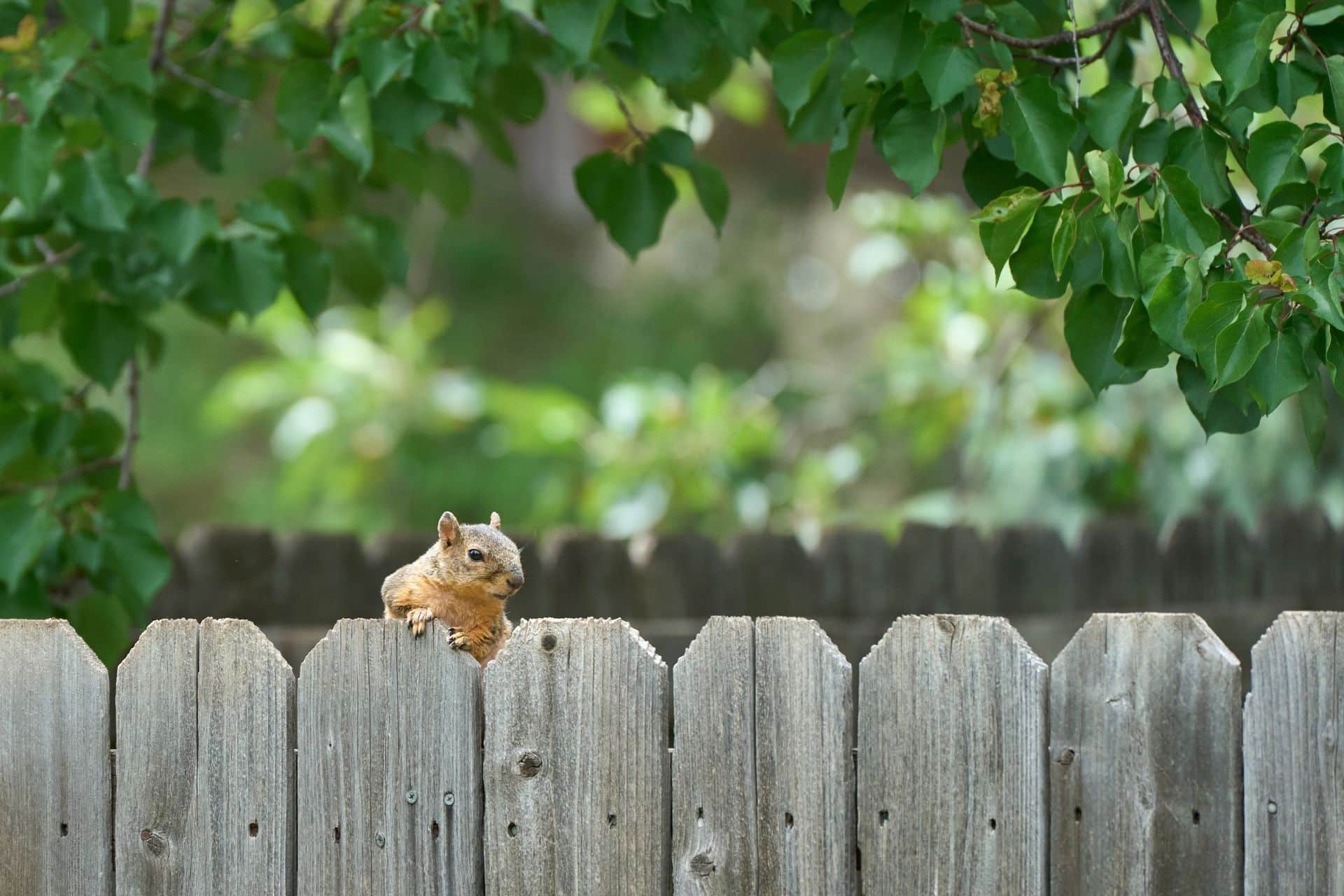 building a fence - The Sales Vault - The Sales Vault Squirrel peeking over a weathered wooden fence with lush green foliage above.